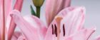 A stunning close-up view of pink lilies, highlighting their delicate petals and natural beauty.